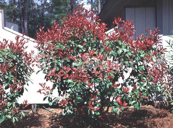 White blooms; Evergreen