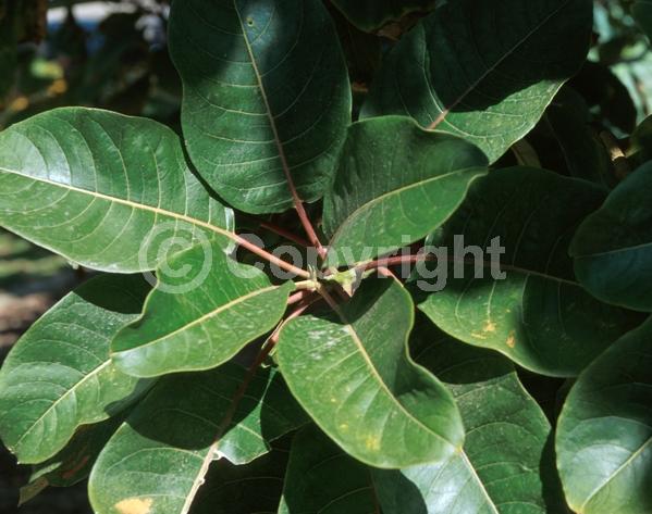 White blooms; Evergreen