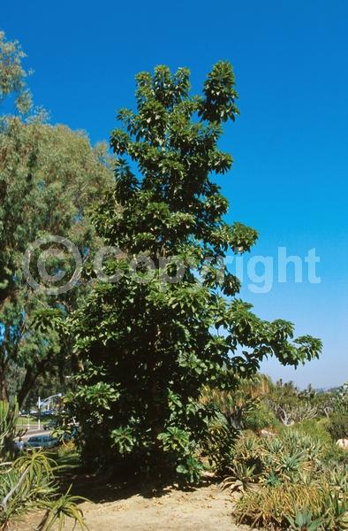 White blooms; Evergreen