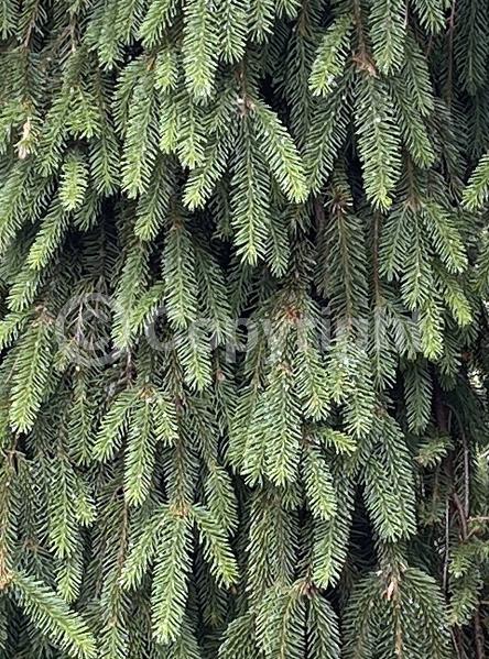 Pink blooms; Evergreen; Needles or needle-like leaf