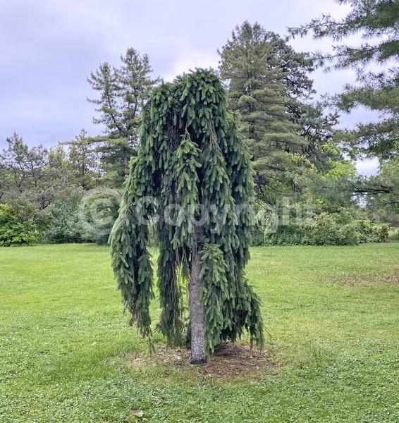 Pink blooms; Evergreen; Needles or needle-like leaf