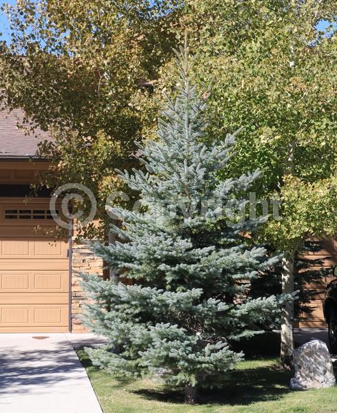 Orange blooms; Purple blooms; Green blooms; Evergreen; Needles or needle-like leaf; North American Native