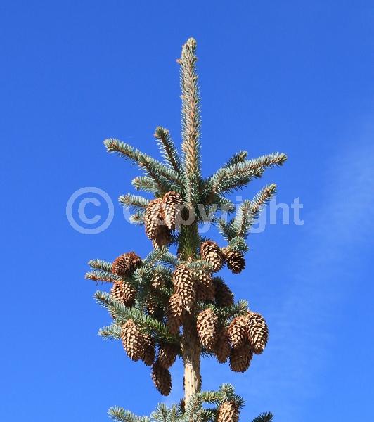 Orange blooms; Purple blooms; Green blooms; Evergreen; Needles or needle-like leaf; North American Native