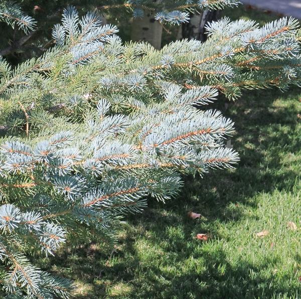 Orange blooms; Purple blooms; Green blooms; Evergreen; Needles or needle-like leaf; North American Native