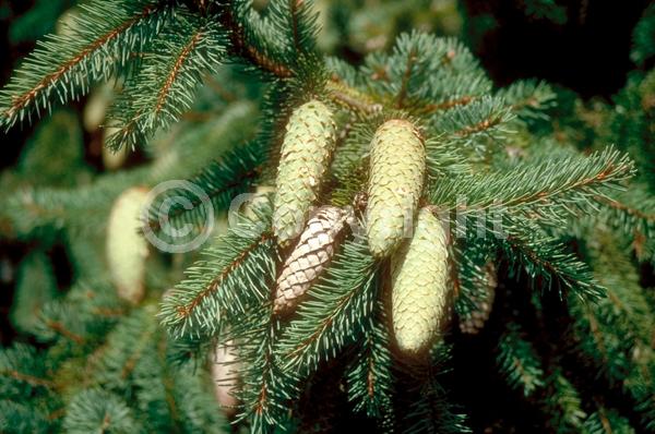Pink blooms; Evergreen; Needles or needle-like leaf