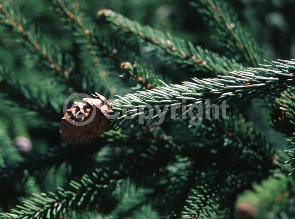 Pink blooms; Evergreen; Needles or needle-like leaf