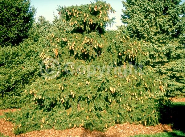 Pink blooms; Evergreen; Needles or needle-like leaf