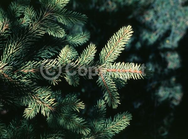 Pink blooms; Evergreen; Needles or needle-like leaf