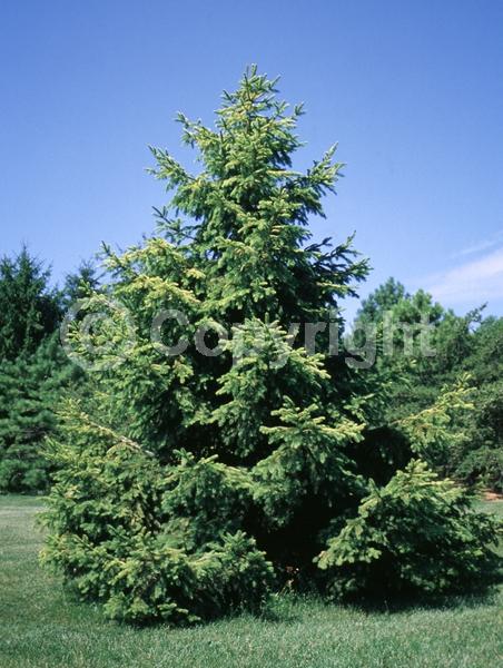 Pink blooms; Evergreen; Needles or needle-like leaf