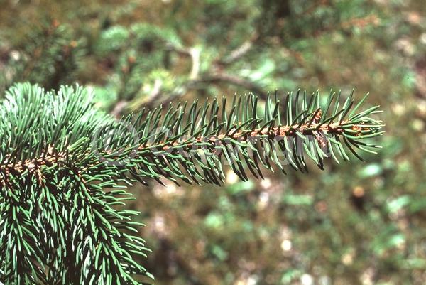 Pink blooms; Evergreen; Needles or needle-like leaf