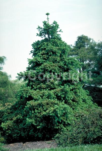 Pink blooms; Evergreen; Needles or needle-like leaf