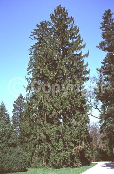 Pink blooms; Evergreen; Needles or needle-like leaf