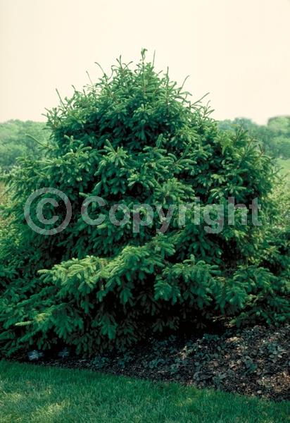 Pink blooms; Evergreen; Needles or needle-like leaf