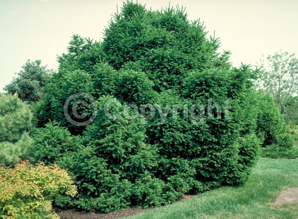 Pink blooms; Evergreen; Needles or needle-like leaf