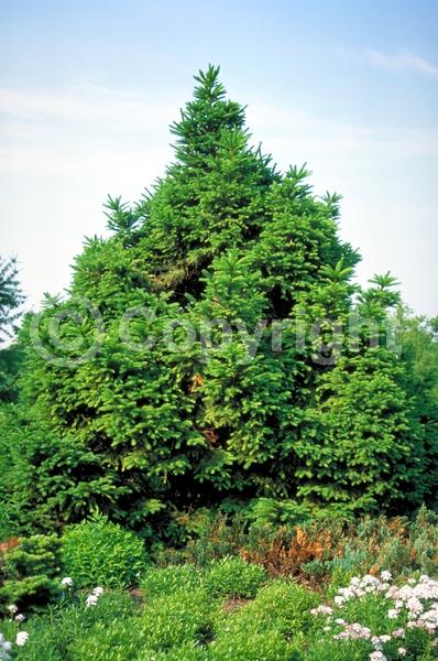 Pink blooms; Evergreen; Needles or needle-like leaf