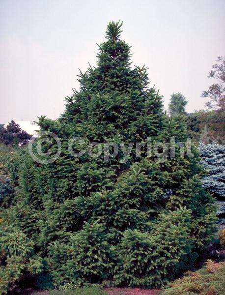 Pink blooms; Evergreen; Needles or needle-like leaf