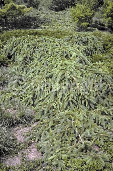 Pink blooms; Evergreen; Needles or needle-like leaf