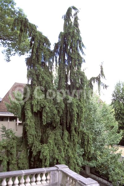 Pink blooms; Evergreen; Needles or needle-like leaf
