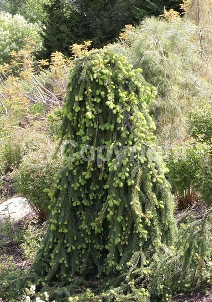 Pink blooms; Evergreen; Needles or needle-like leaf