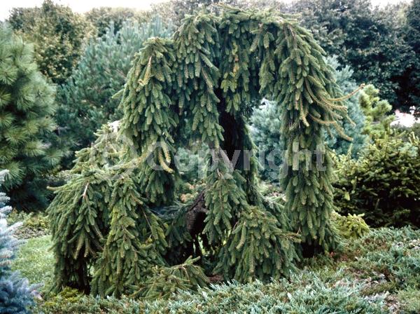 Pink blooms; Evergreen; Needles or needle-like leaf