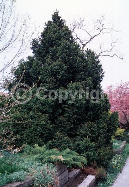Pink blooms; Evergreen; Needles or needle-like leaf