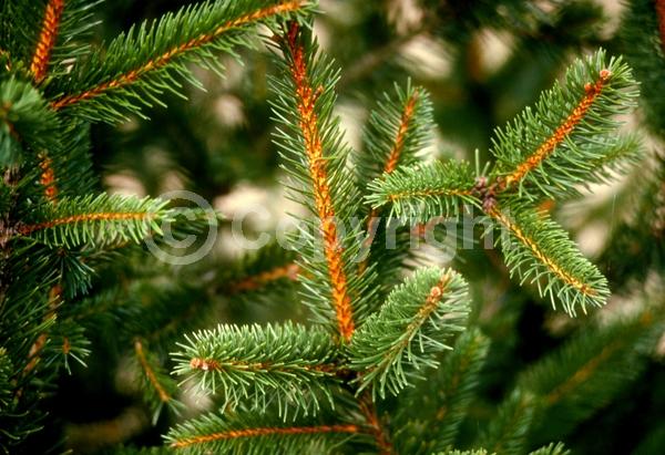 Pink blooms; Evergreen; Needles or needle-like leaf