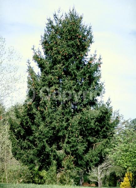 Pink blooms; Evergreen; Needles or needle-like leaf