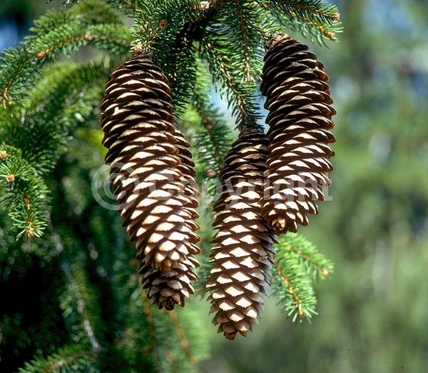 Pink blooms; Evergreen; Needles or needle-like leaf