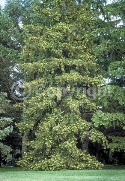 Pink blooms; Evergreen; Needles or needle-like leaf