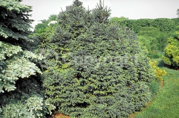 Pink blooms; Evergreen; Needles or needle-like leaf