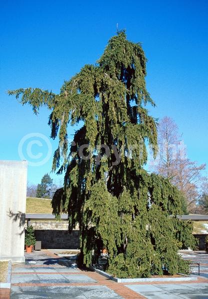 Pink blooms; Evergreen; Needles or needle-like leaf
