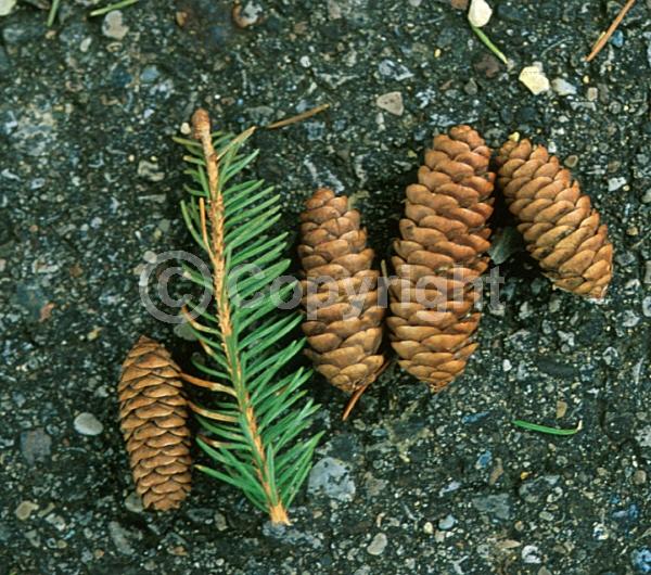 Pink blooms; Evergreen; Needles or needle-like leaf