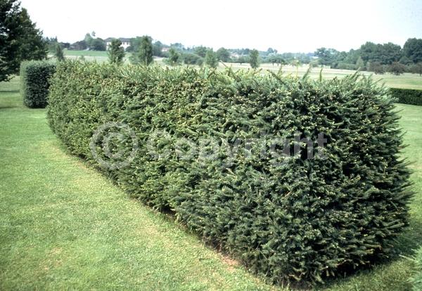 Pink blooms; Evergreen; Needles or needle-like leaf