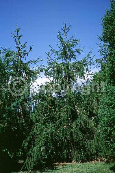 Pink blooms; Evergreen; Needles or needle-like leaf
