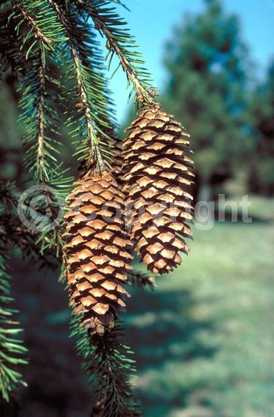 Pink blooms; Evergreen; Needles or needle-like leaf