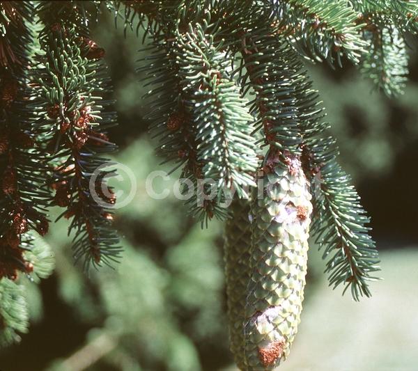 Pink blooms; Evergreen; Needles or needle-like leaf