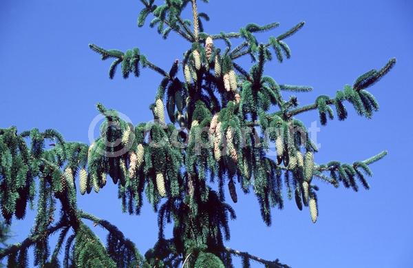 Pink blooms; Evergreen; Needles or needle-like leaf