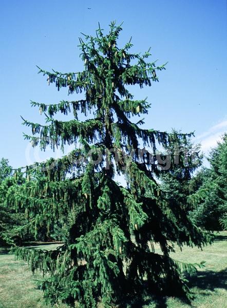 Pink blooms; Evergreen; Needles or needle-like leaf