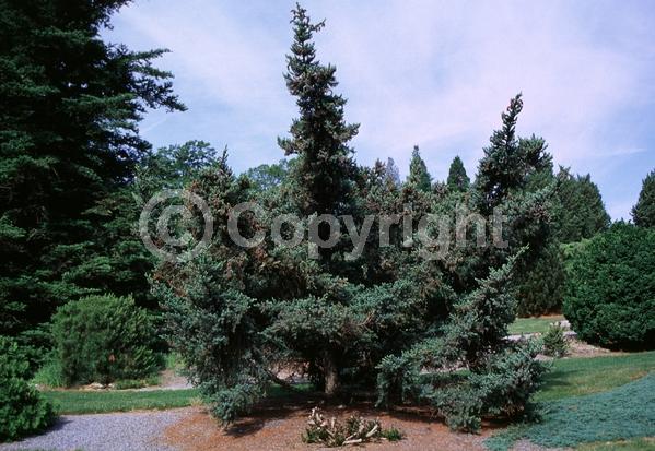 Pink blooms; Evergreen; Needles or needle-like leaf