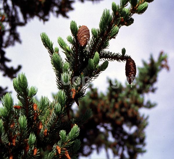 Pink blooms; Evergreen; Needles or needle-like leaf
