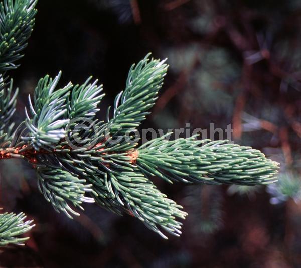 Pink blooms; Evergreen; Needles or needle-like leaf