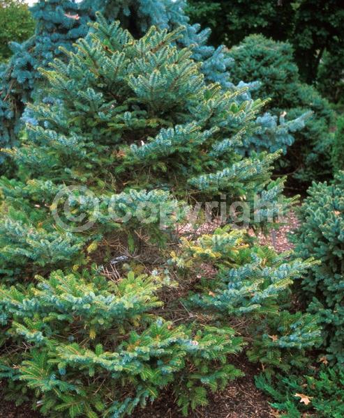 Pink blooms; Evergreen; Needles or needle-like leaf