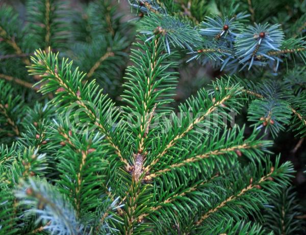 Pink blooms; Evergreen; Needles or needle-like leaf