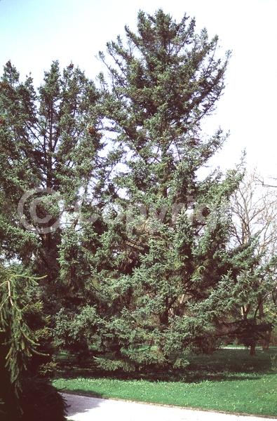 Pink blooms; Evergreen; Needles or needle-like leaf