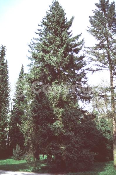 Pink blooms; Evergreen; Needles or needle-like leaf