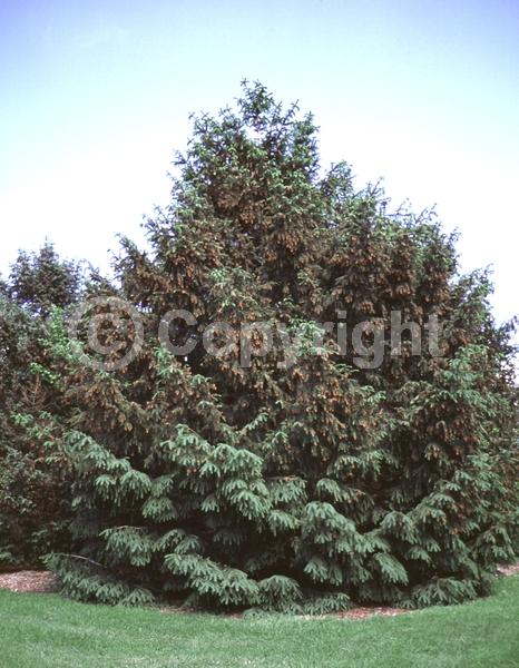 Orange blooms; Purple blooms; Green blooms; Evergreen; Needles or needle-like leaf