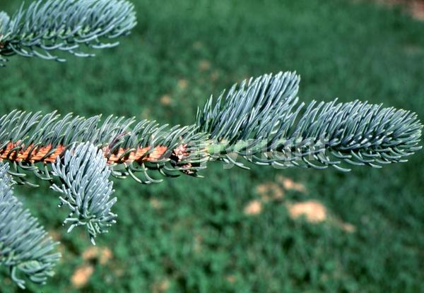 Pink blooms; Evergreen; Needles or needle-like leaf
