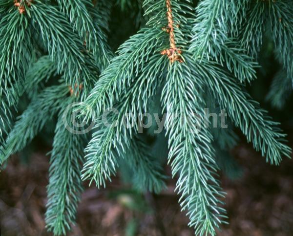 Orange blooms; Purple blooms; Green blooms; Evergreen; Needles or needle-like leaf