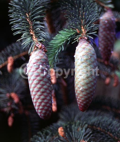 Orange blooms; Purple blooms; Green blooms; Evergreen; Needles or needle-like leaf