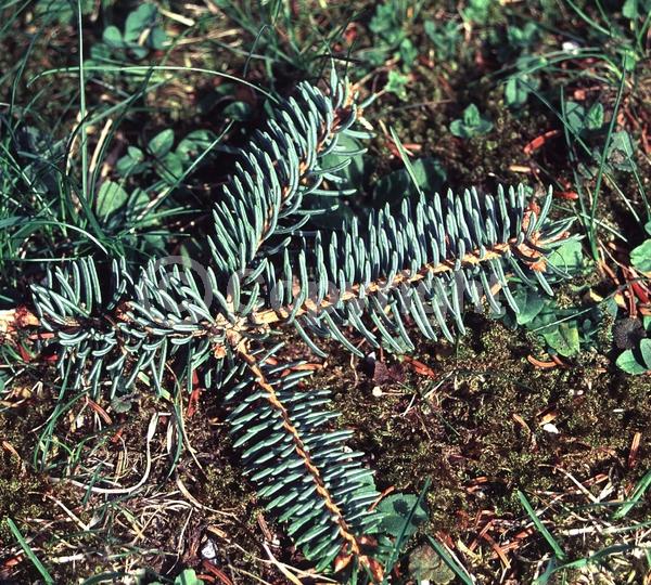 Pink blooms; Evergreen; Needles or needle-like leaf